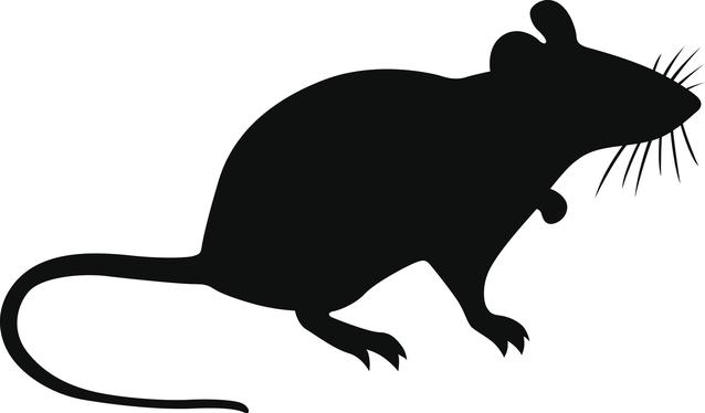 Mouse in shadow